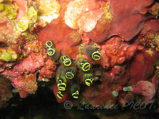 Ascidie à bouche claire - Clavelina robusta.JPG